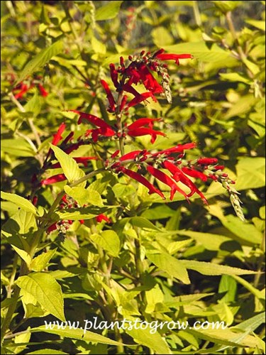 Salvia Golden Delicious (Salvia elegans) The scarlet flowers contrast with the yellow foliage.  These plants were in full sun.